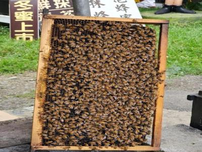 清境养蜂场