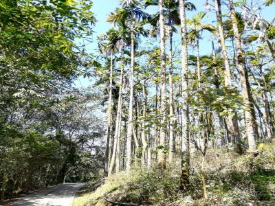 青龙山步道