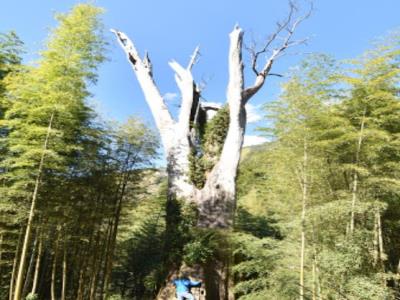竹溪神木