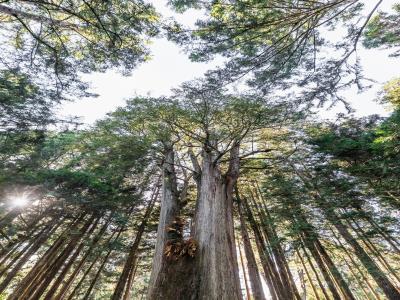 阿里山神木遗迹