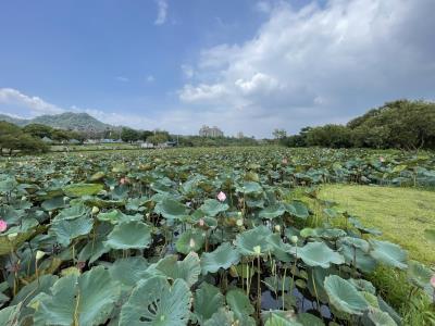 山佳荷花池