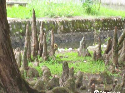 Chen's Pine Tree Garden