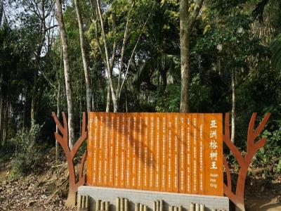 亚洲榕树王