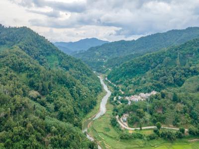 五指山椰仙水满香有机茶园