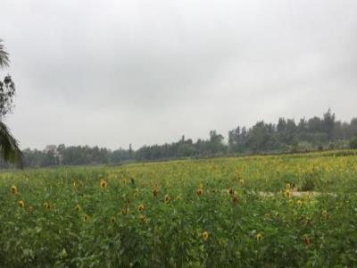 潭牛花海