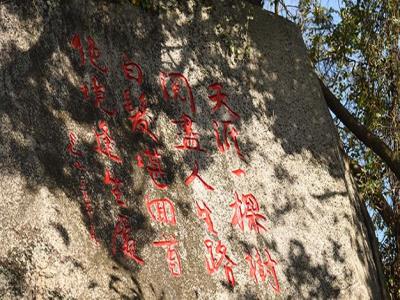 天涯一棵树