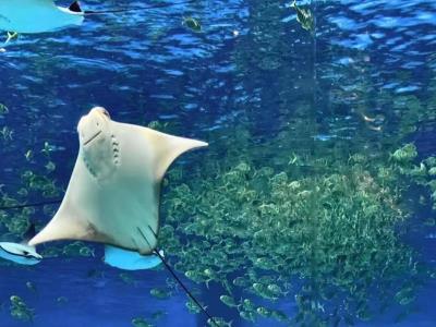 海棠湾豪生潜水
