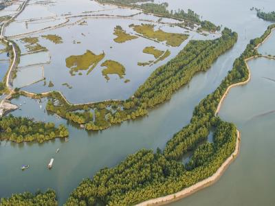 湛江红树林国家级自然保护区