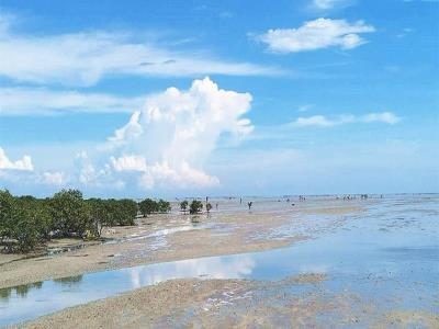 红树林赶海娃