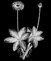 贝浩登画廊「未来植物集」展1