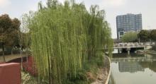 银翔湖公园8