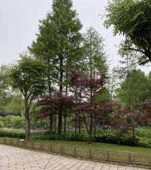 闵行公园16
