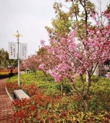 金虹桥公园4