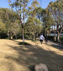 张江碧波公园6