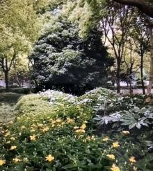 花木公园4