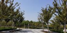 前滩友城公园31