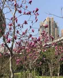 南浦广场公园11