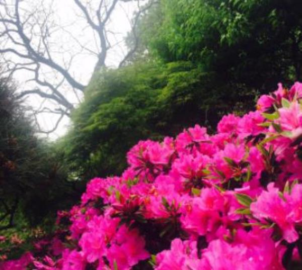 花山霞鹃