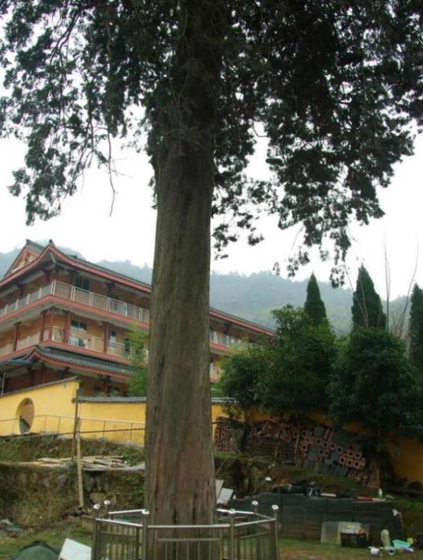 冲天树