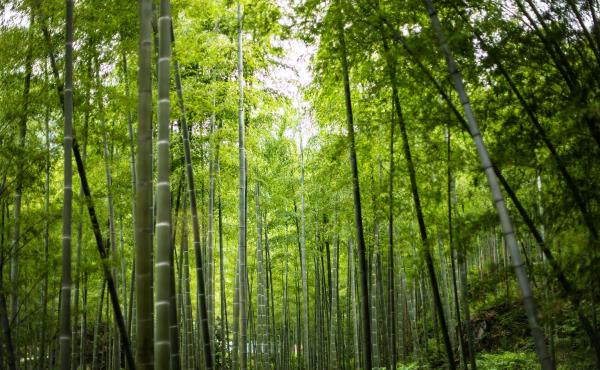 船村