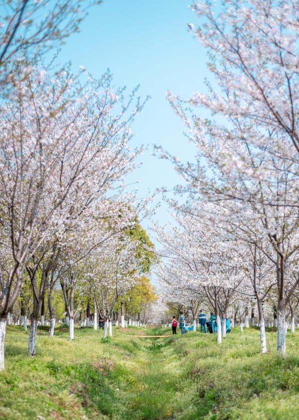 盐官芳草青青房车营地