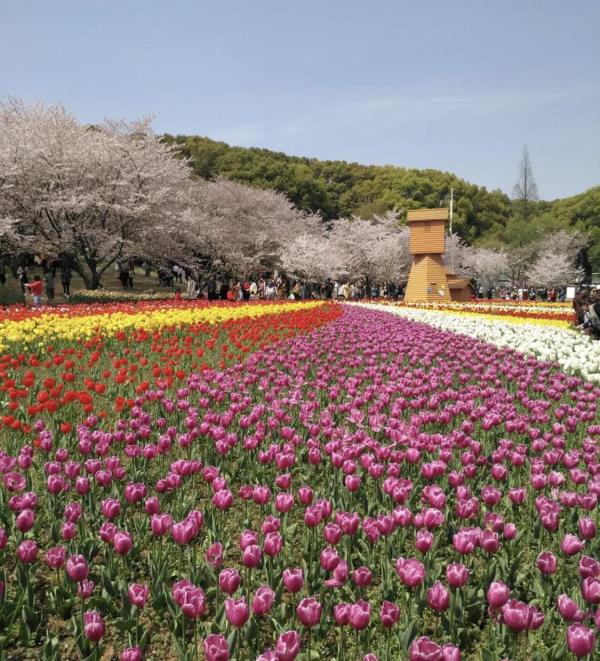 西博会国际花展