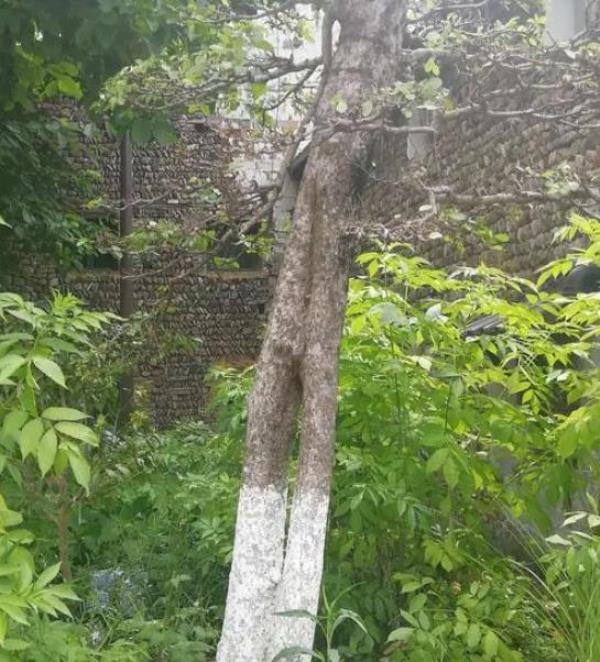 龙门古镇-连理树