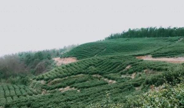 径山五峰茶