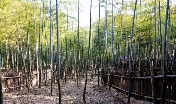 竹林迷宫