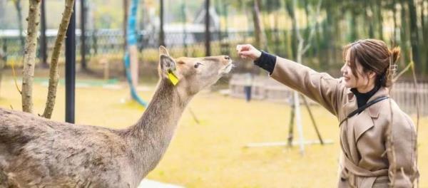 deer park鹿公园