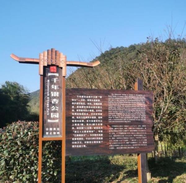 千年银杏公园
