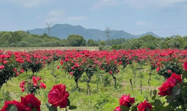 新沙岛玫瑰园露营地