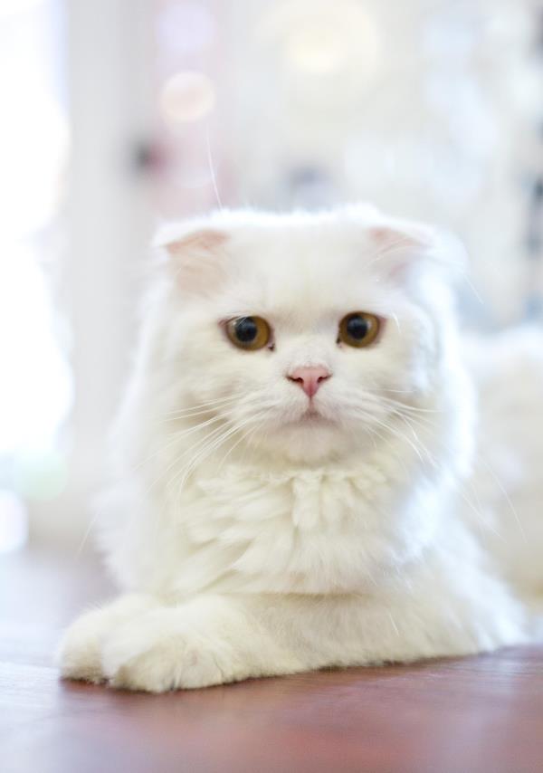 猫泥咖啡・猫咖陶艺馆(城西银泰店)