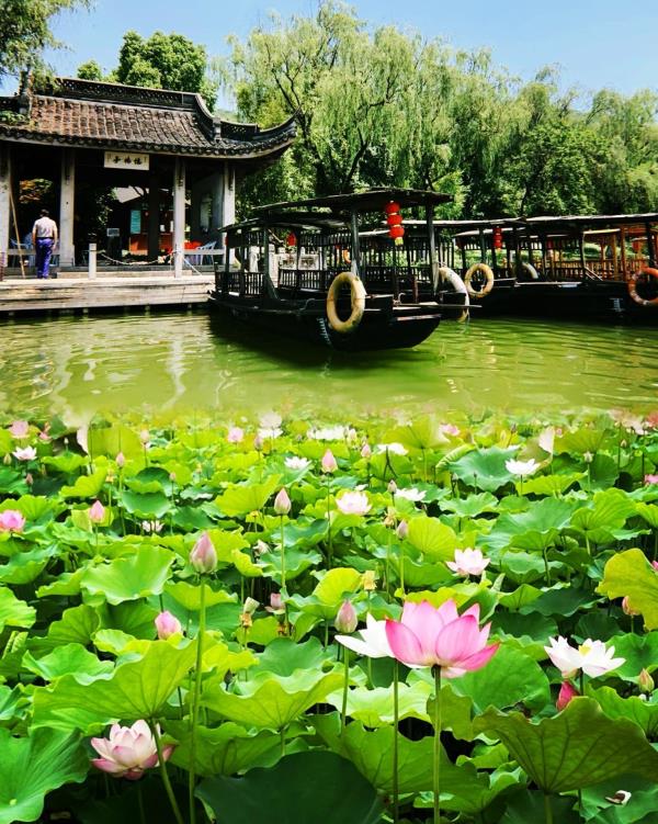 湘湖三期花海摇橹船
