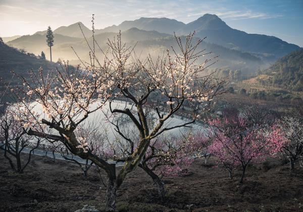 萧山进化吉山梅园