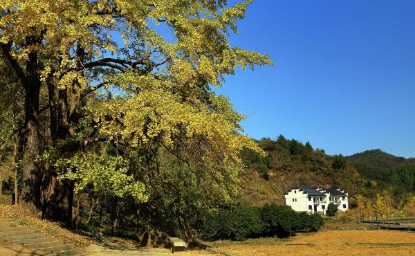杨家村