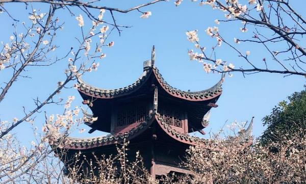 超山赏梅