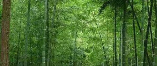 竹径通幽