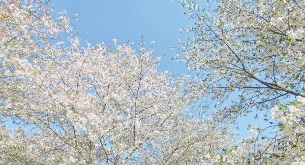 四歌樱花园