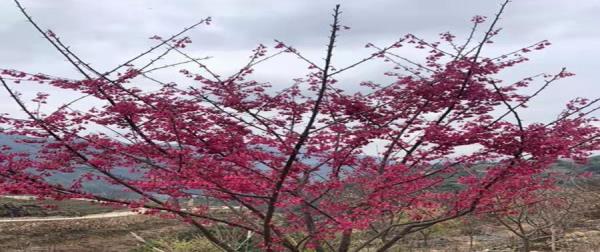 温州樱花园