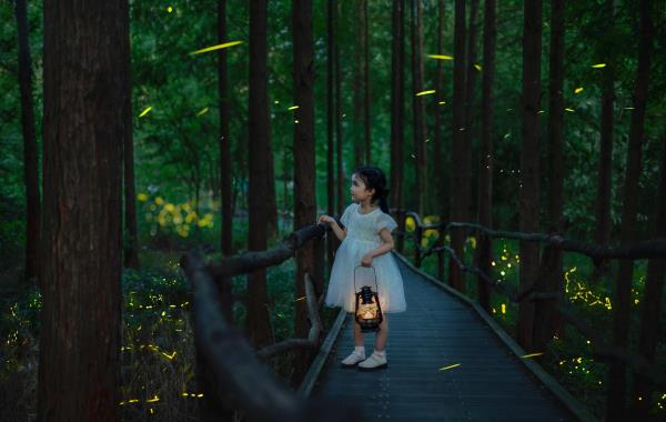 莫干山云起萤光水森林（萤火虫基地）
