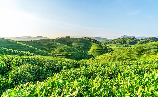 杭州龙坞茶村