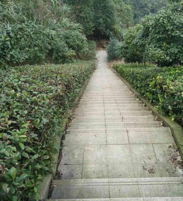 神树岗古道