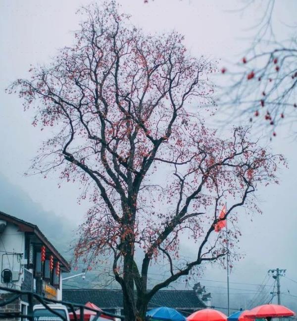 柿树王
