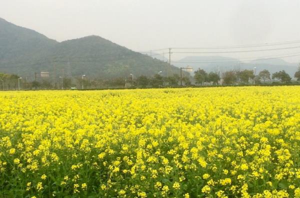 春晓花海