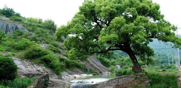 新西岙村