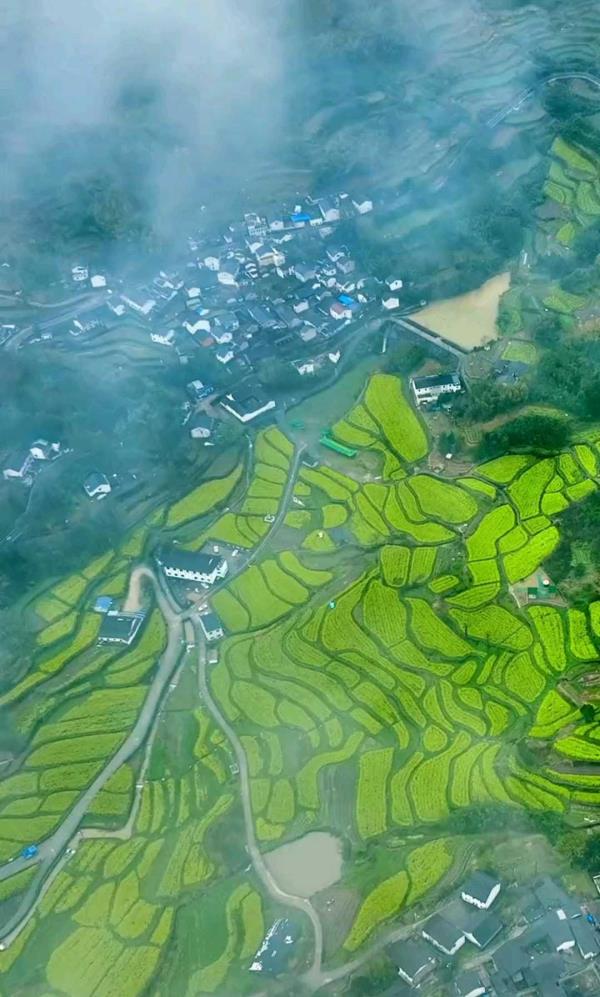 西畈油菜花基地