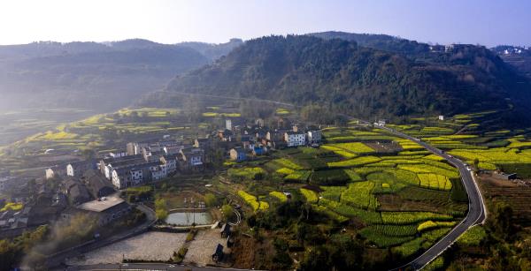 桑洲油菜花景区