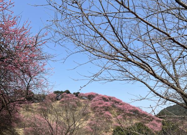 新建村梅林