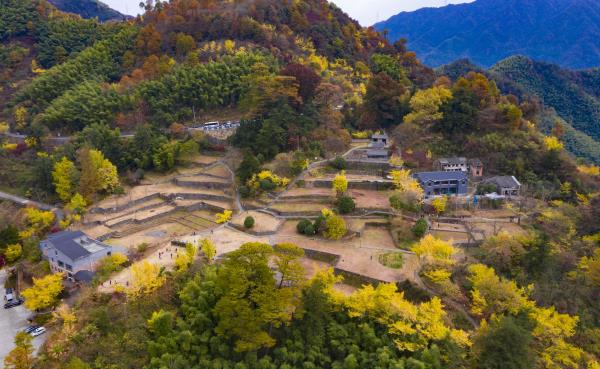 茅镬村古树林